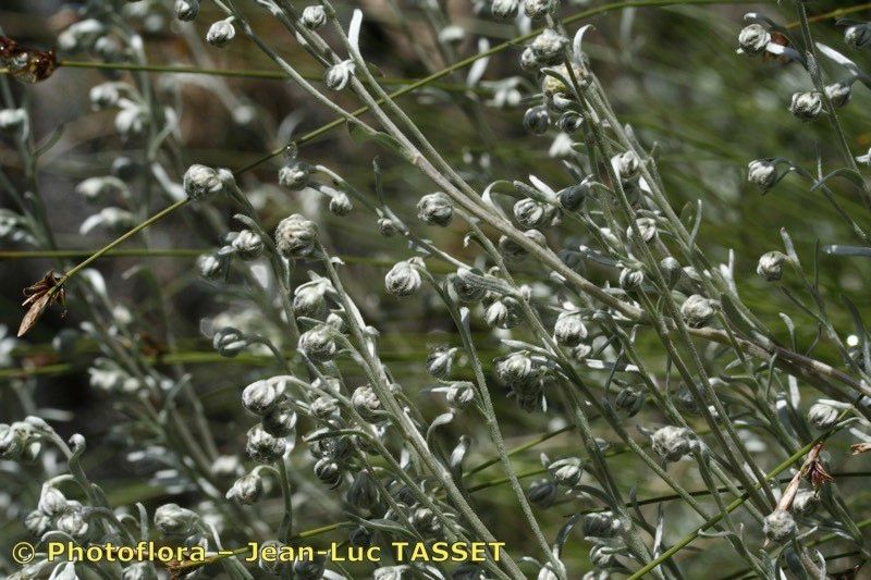 Artemisia nitida — search result for 'Artemisia'