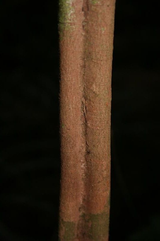 Casearia javitensis bark