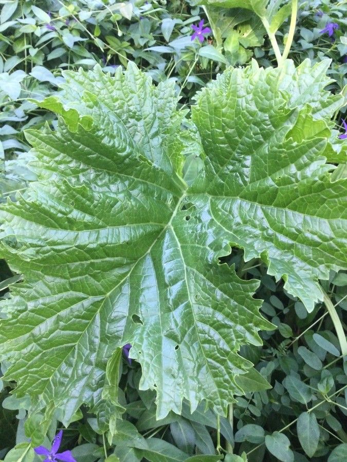 Crambe cordifolia leaf