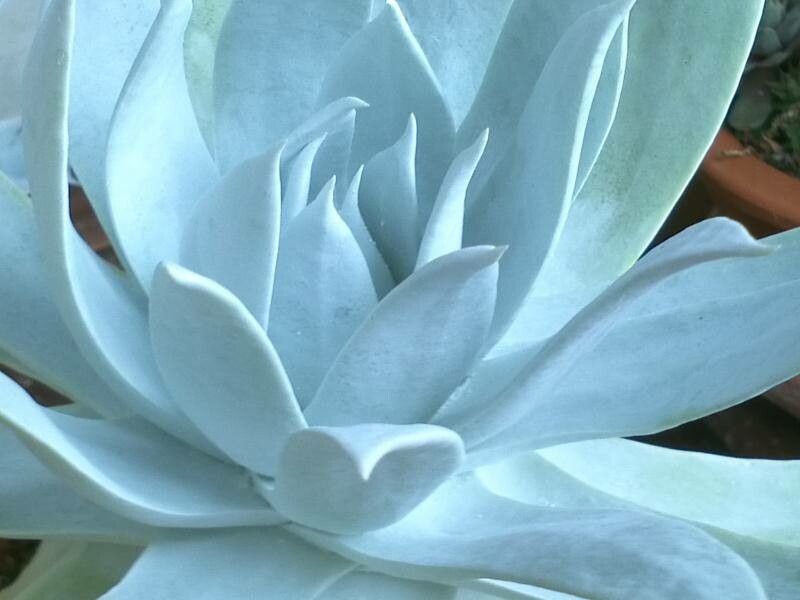 Dudleya brittonii bark