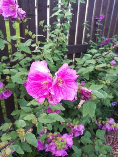 Rosa x damascena flower