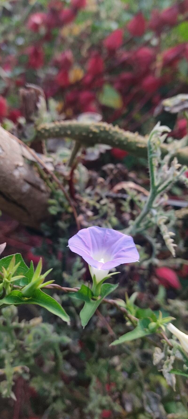 Ipomoea meyeri — houseplant care guide