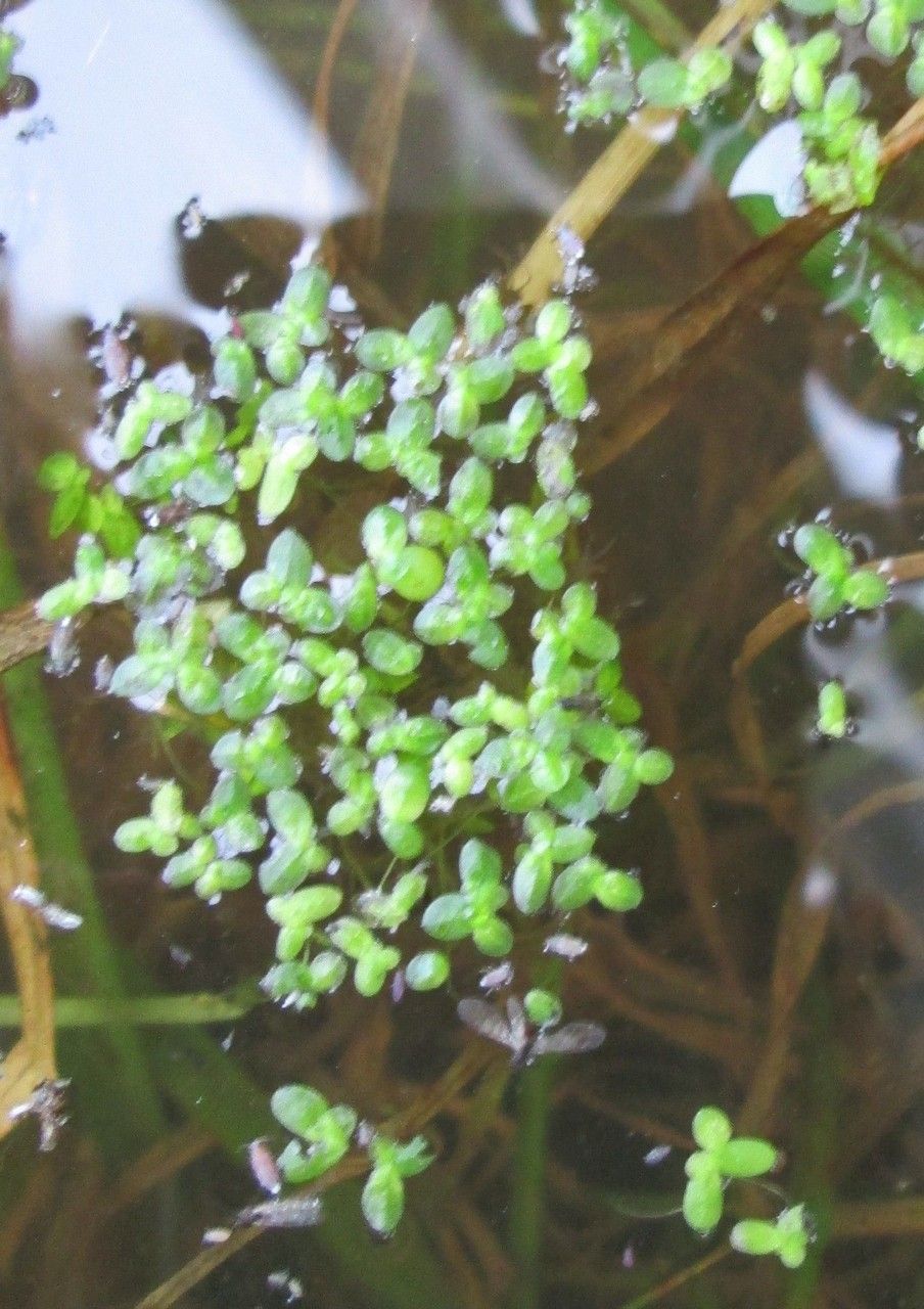 Lemna valdiviana flower