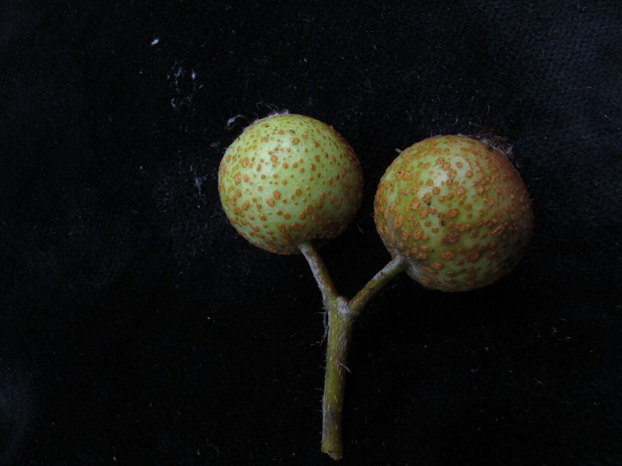 Sorbus sharmae fruit