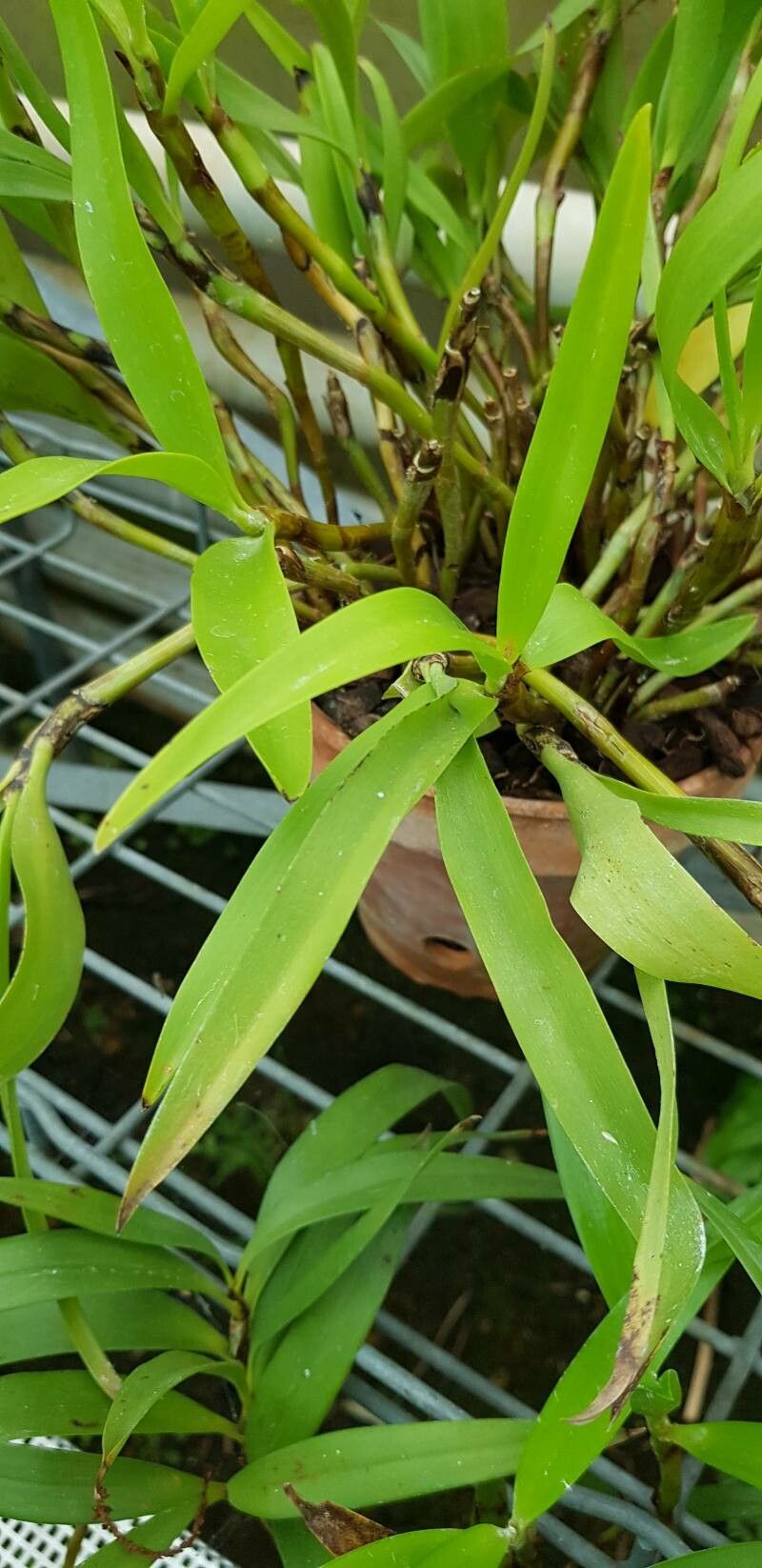 Pinalia floribunda — related species from the same genus