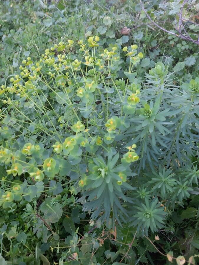 Euphorbia segetalis — search result for 'Euphorbiaceae'