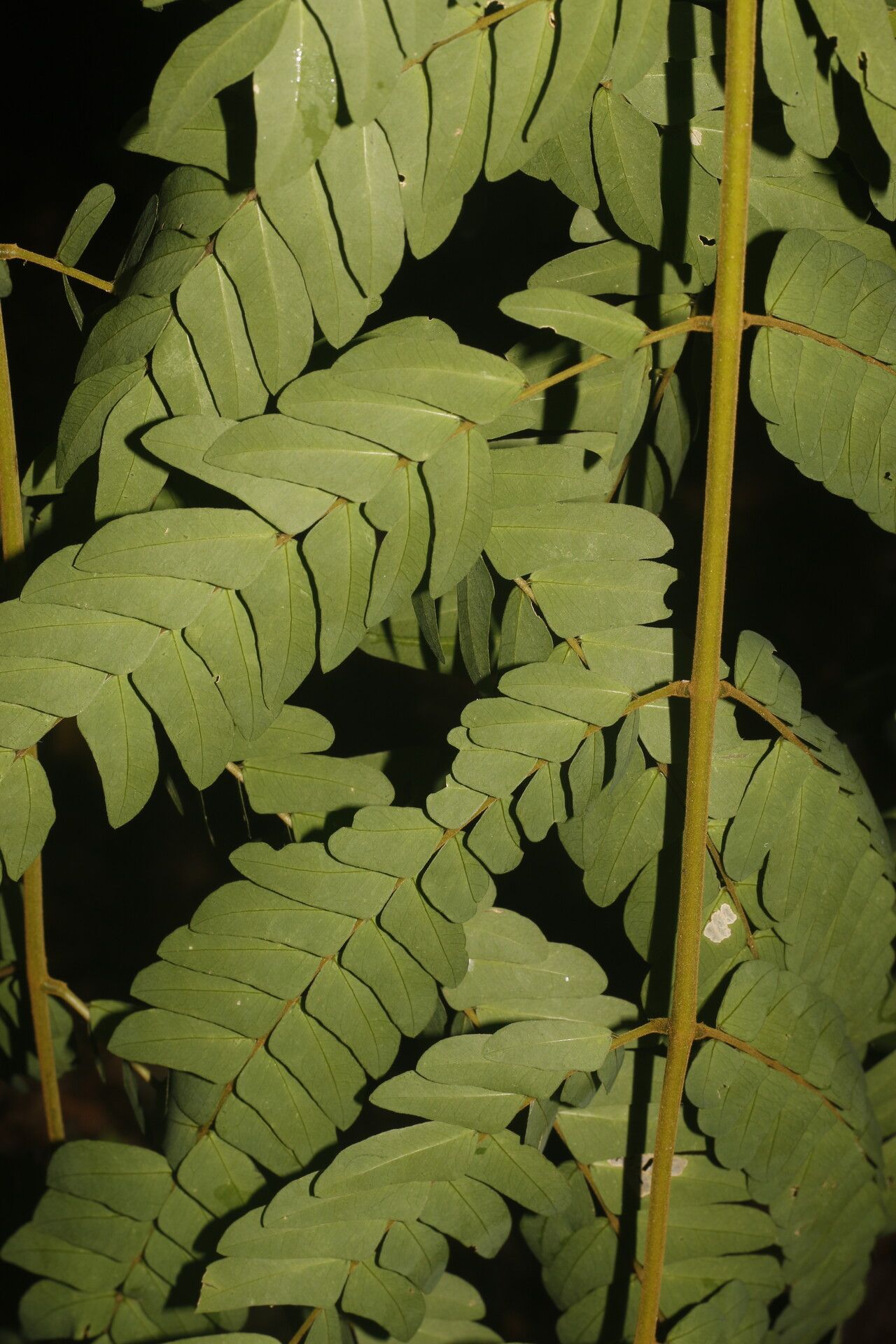 Abarema macradenia — houseplant care guide