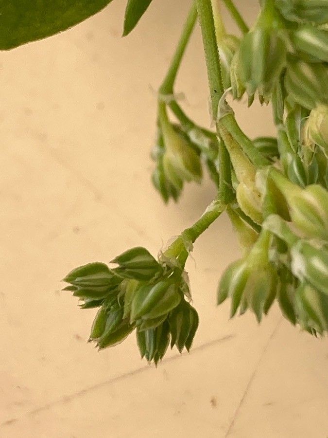 Polycarpon tetraphyllum fruit