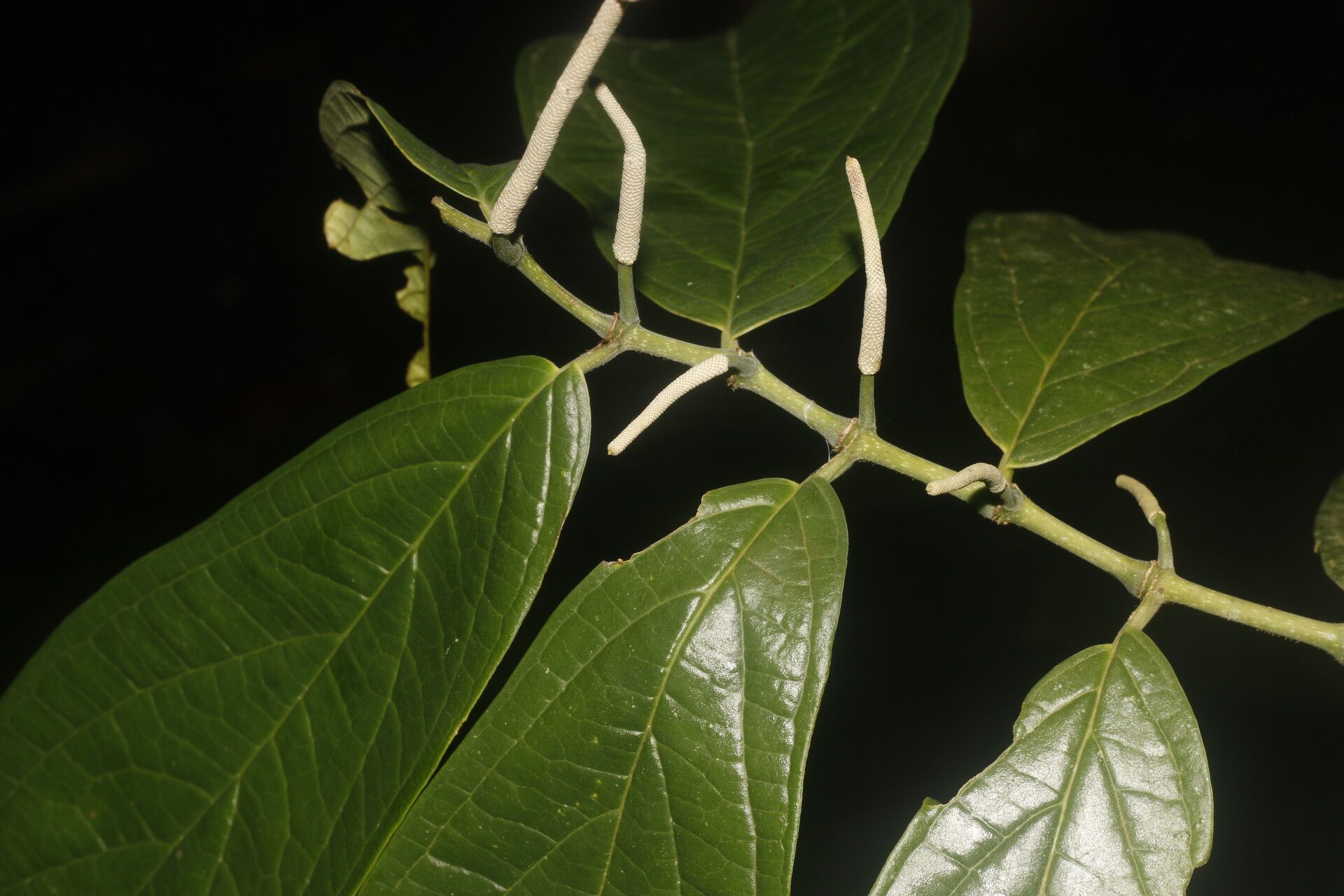 Piper barbulatum — houseplant care guide