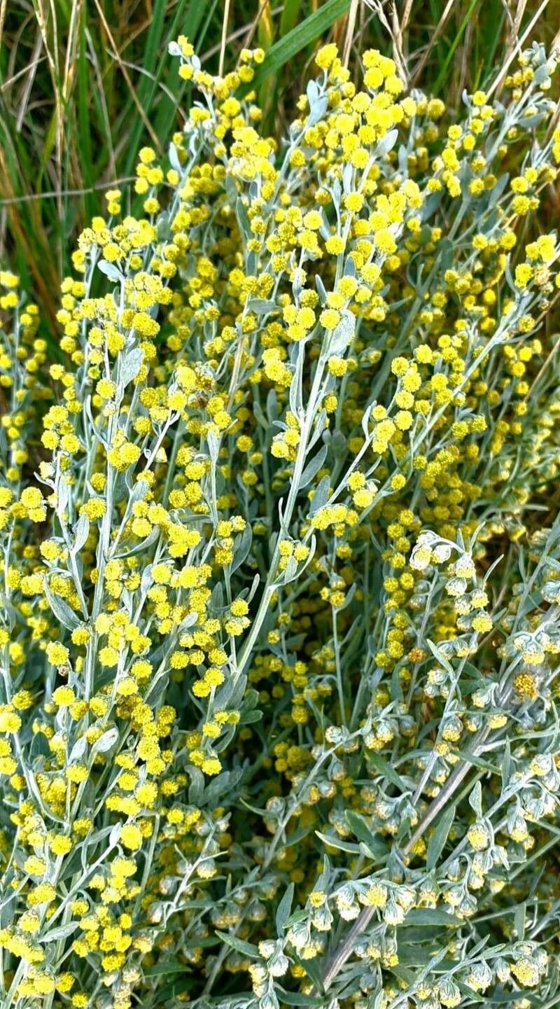 Artemisia thuscula flower