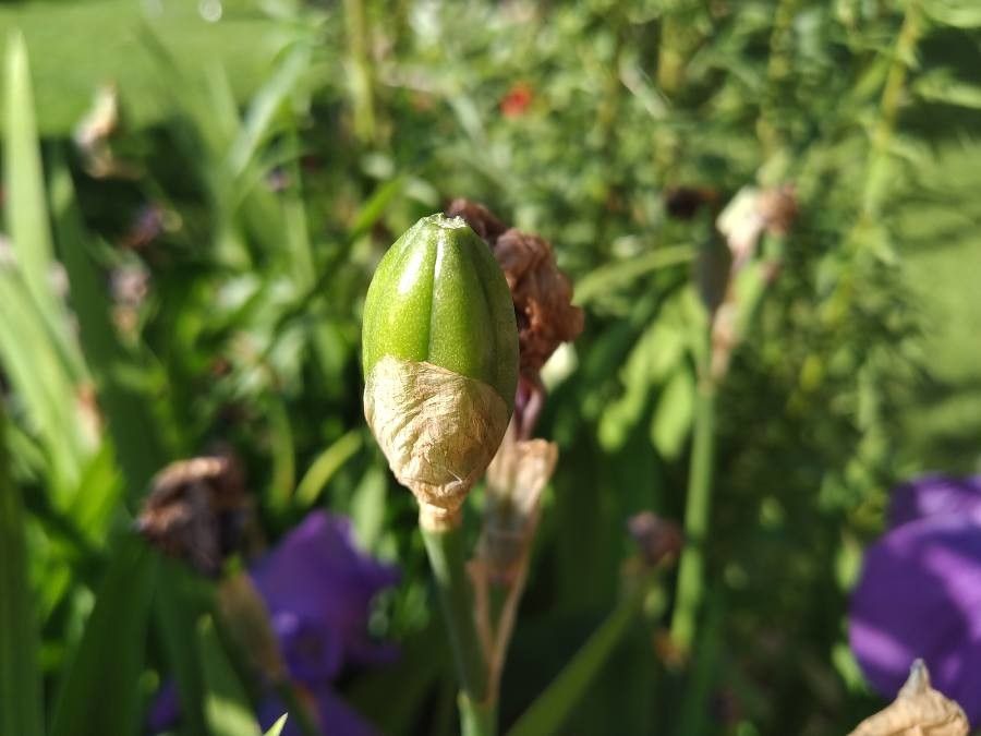 Iris cengialti fruit