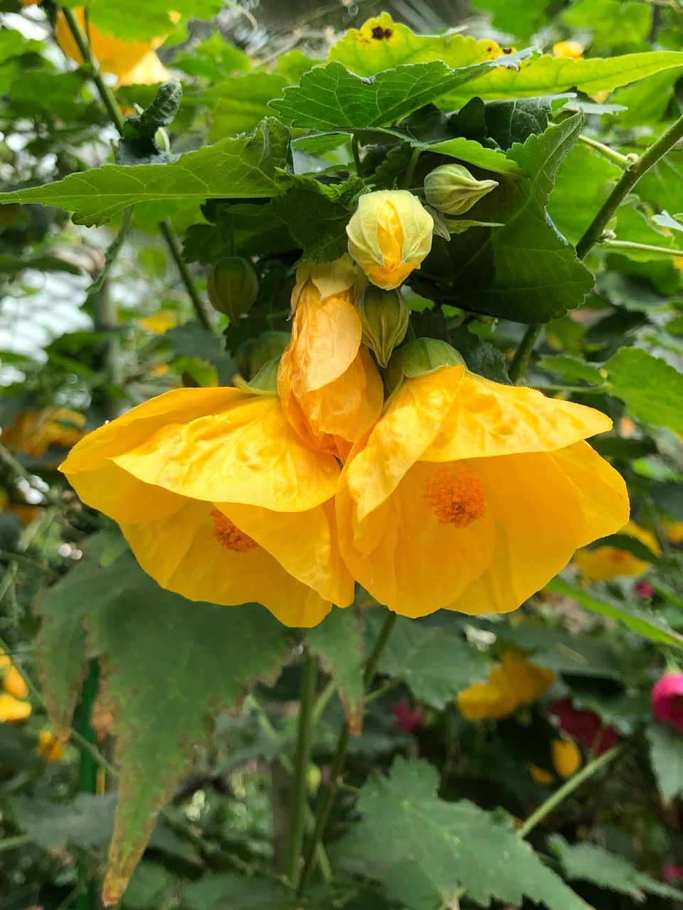 Abutilon spp. fruit