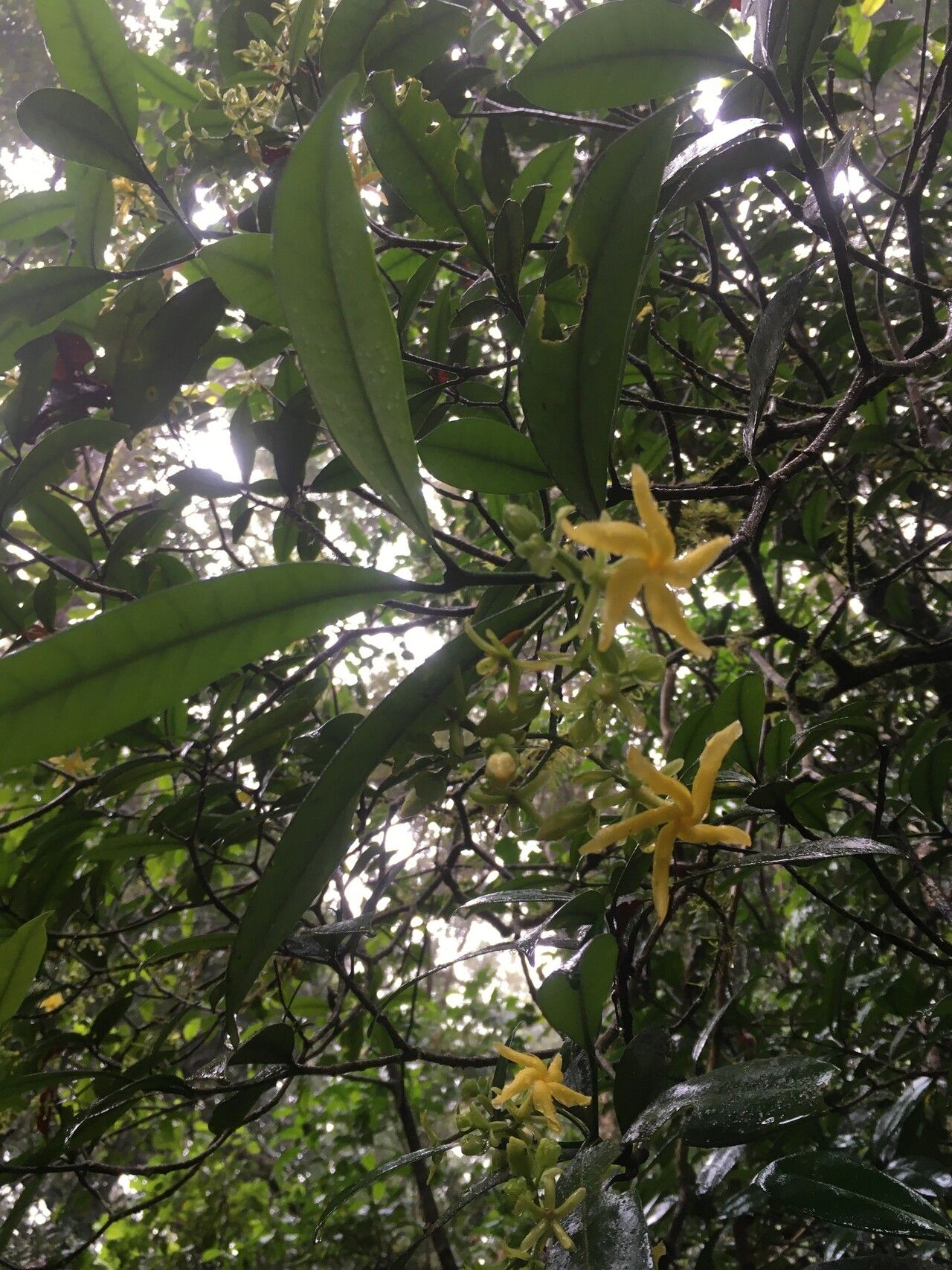 Tabernaemontana phymata — search result for 'Tabernaemontana'