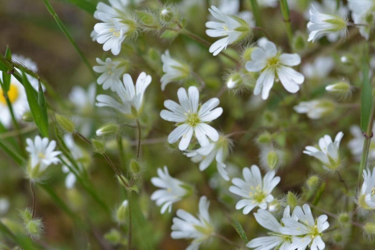 Cerastium pedunculare flower