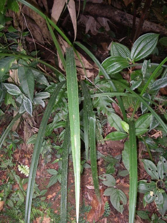 Cyperus costaricensis — houseplant care guide