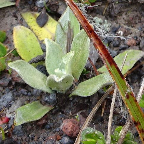 Gnaphalium antennarioides — related species from the same genus