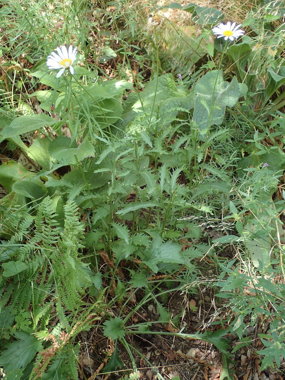 Leucanthemum subglaucum habit