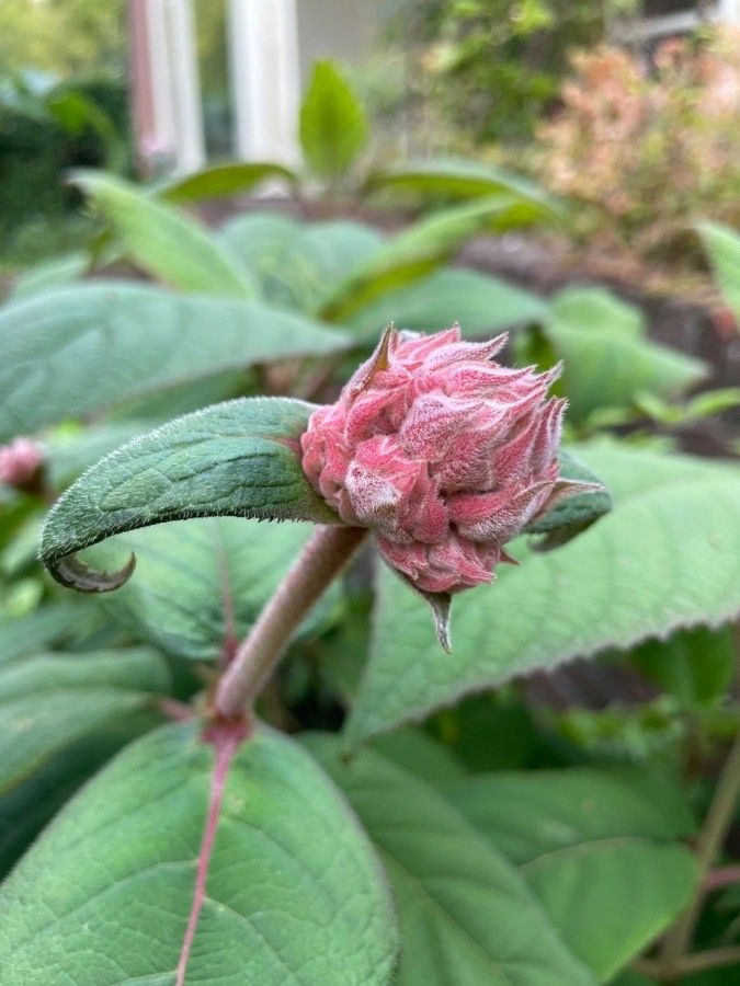 Hydrangea sargentiana fruit