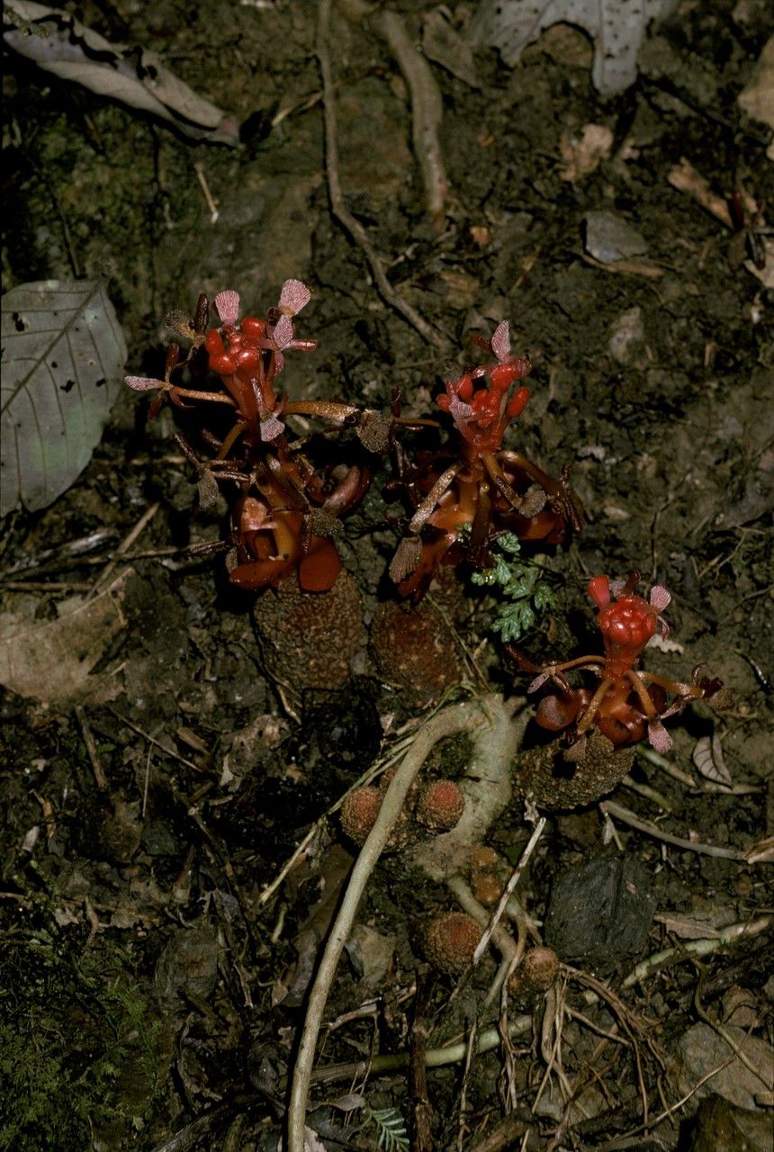 Balanophora reflexa habit