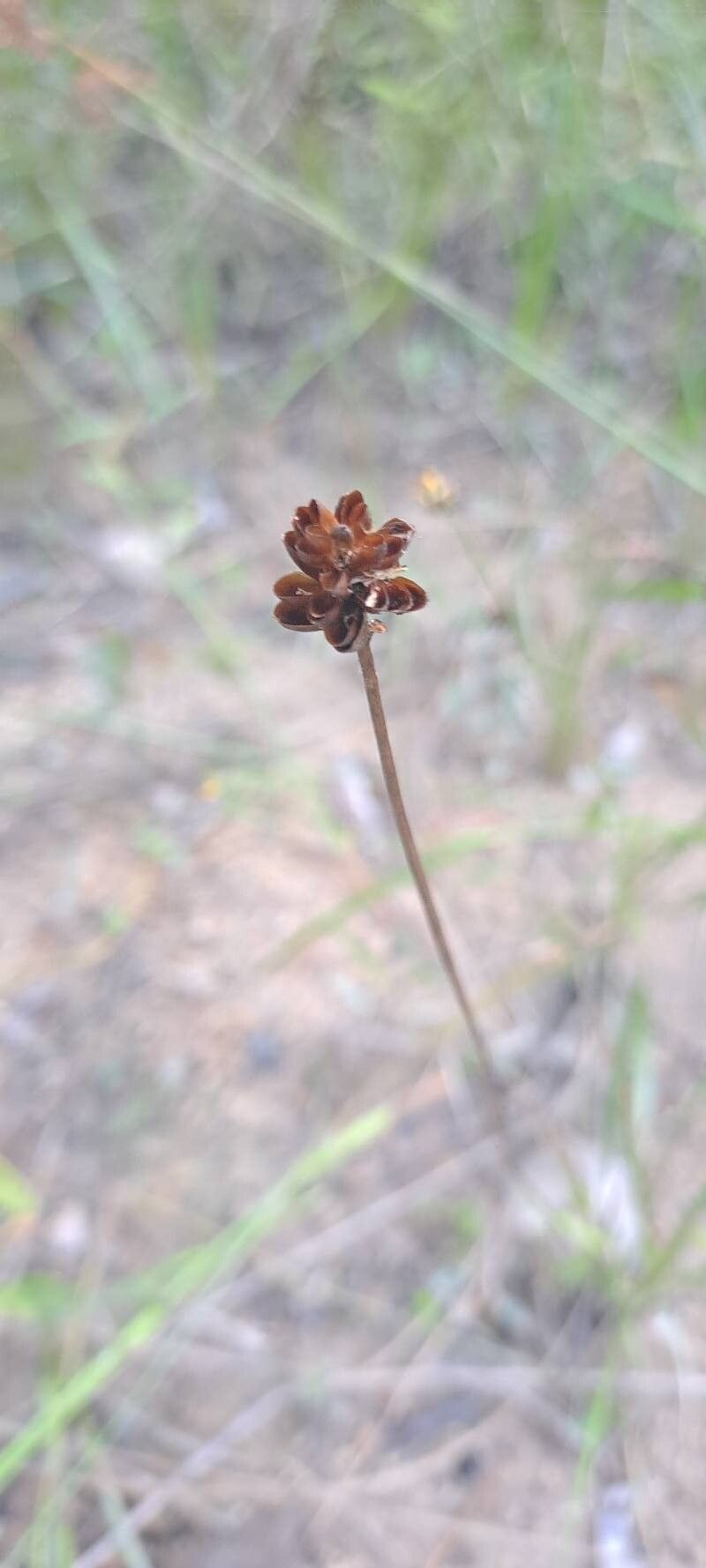 Xyris jupicai flower