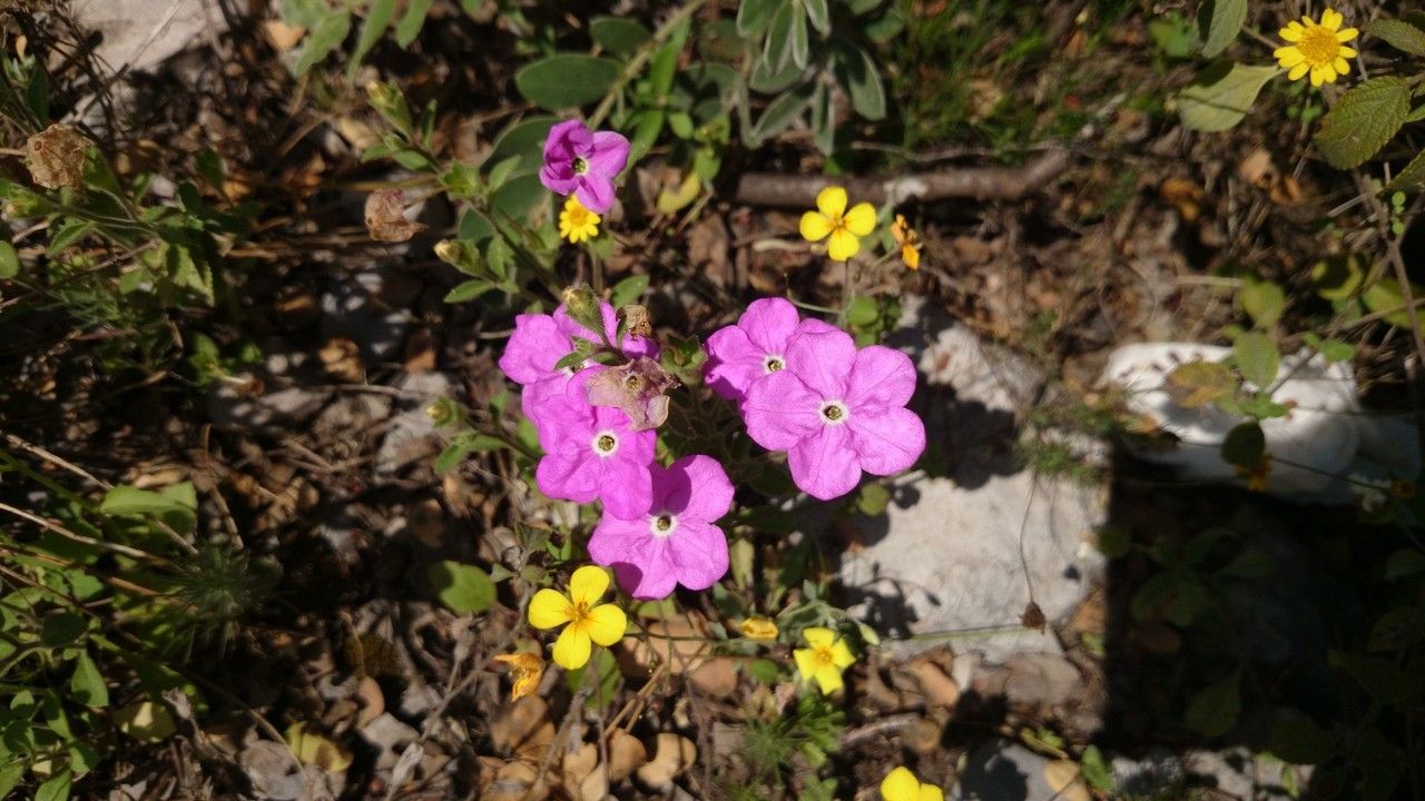 Hunzikeria texana habit
