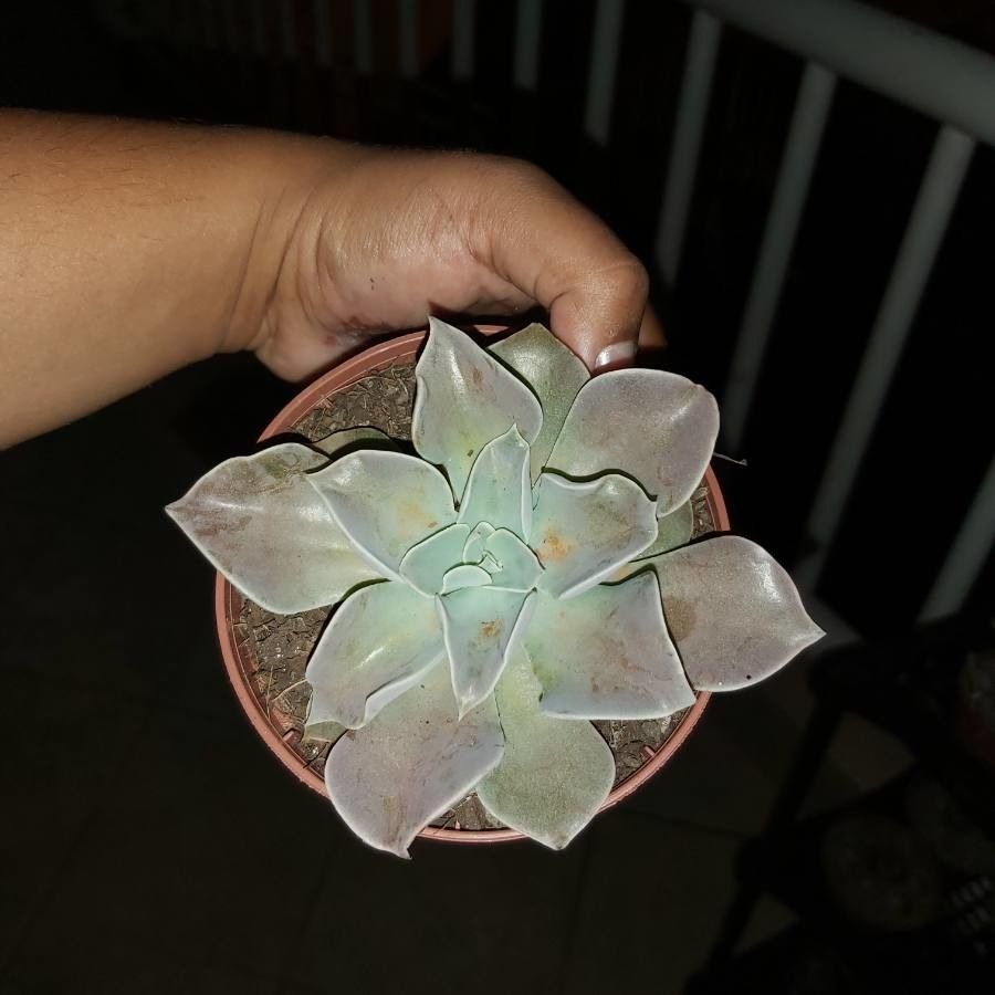 Echeveria racemosa — search result for 'Echeveria'