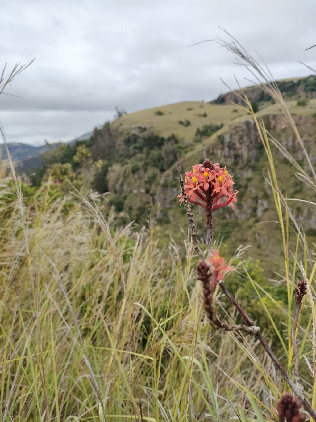 Epidendrum arachnoglossum habit
