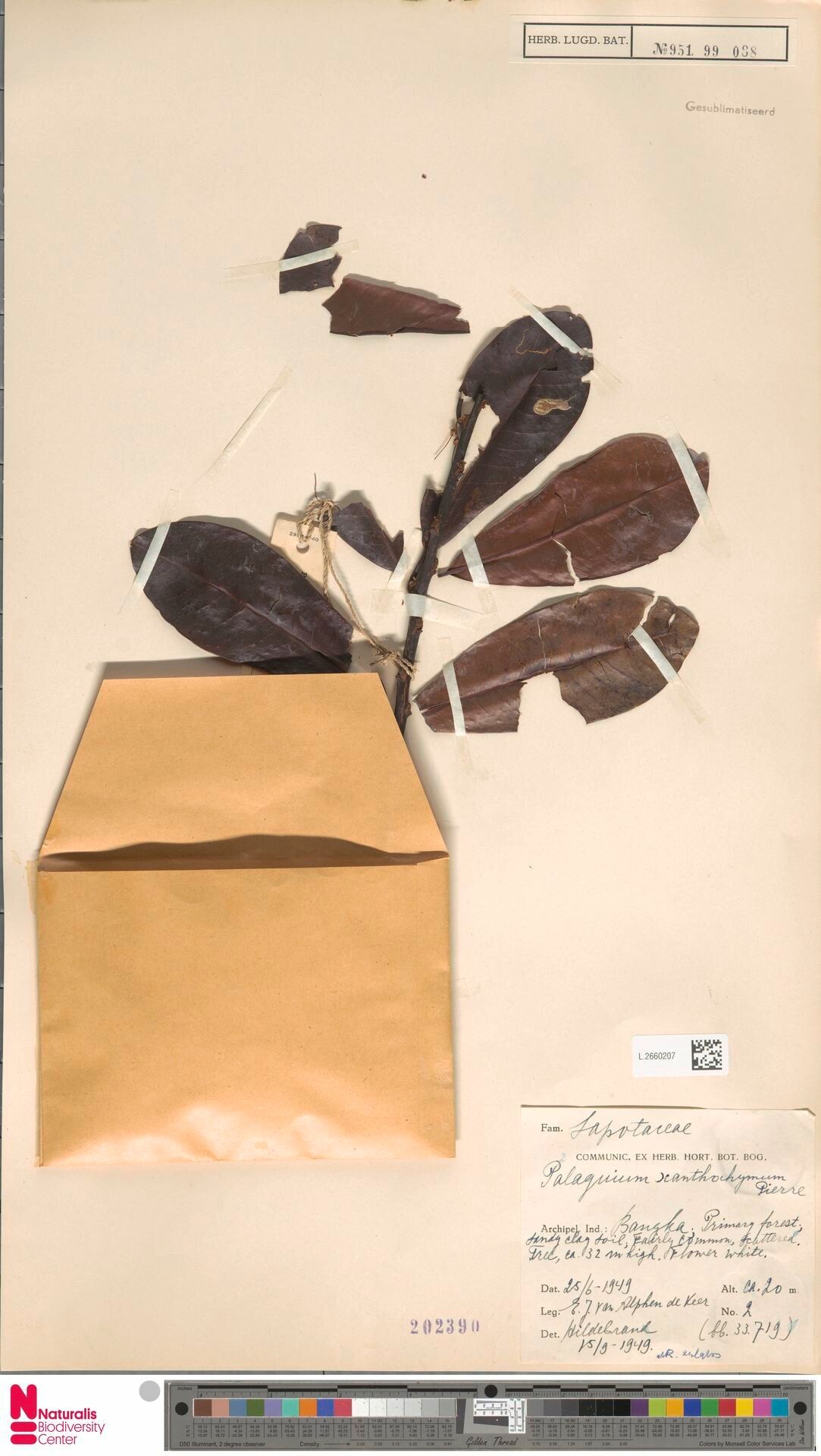 Palaquium xanthochymum — houseplant care guide