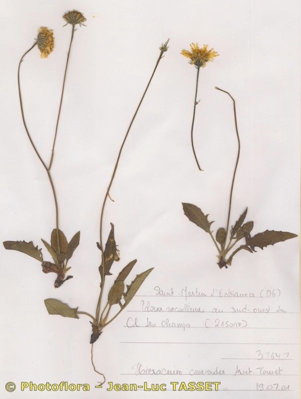 Hieracium caesioides — houseplant care guide