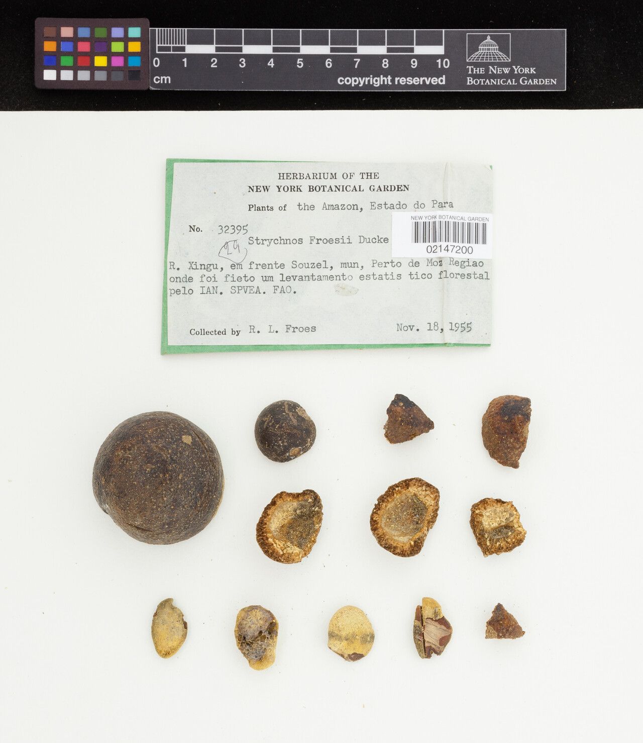 Strychnos froesii flower