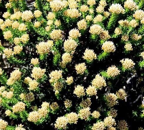 Brunia paleacea — houseplant care guide