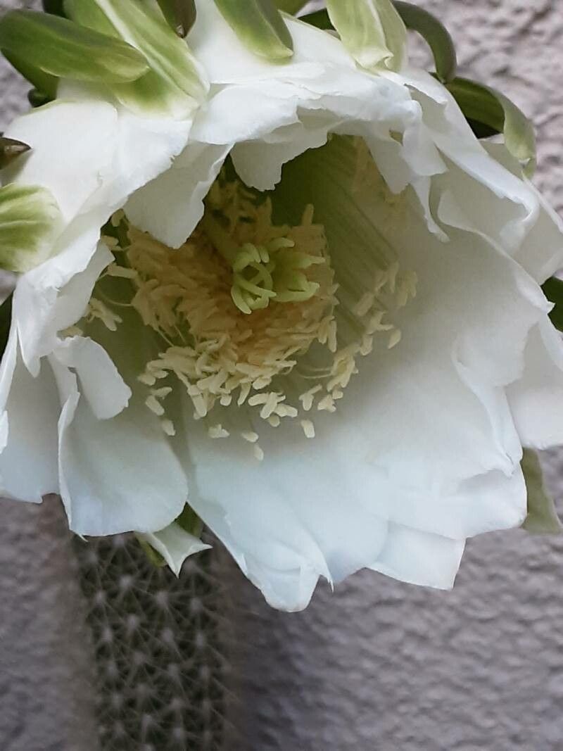 Echinopsis camarguensis flower
