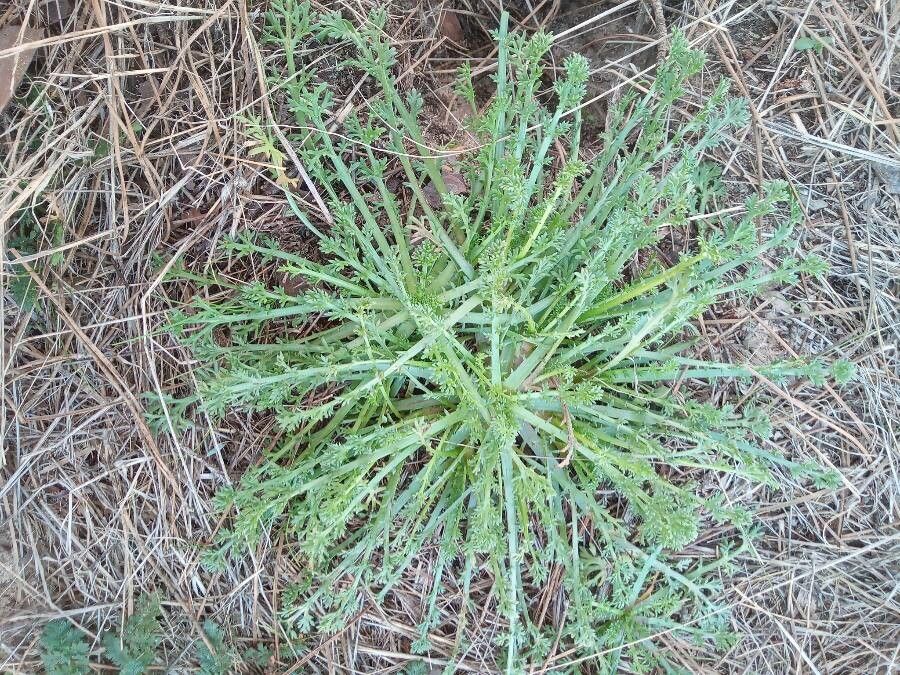 Anacyclus pyrethrum habit