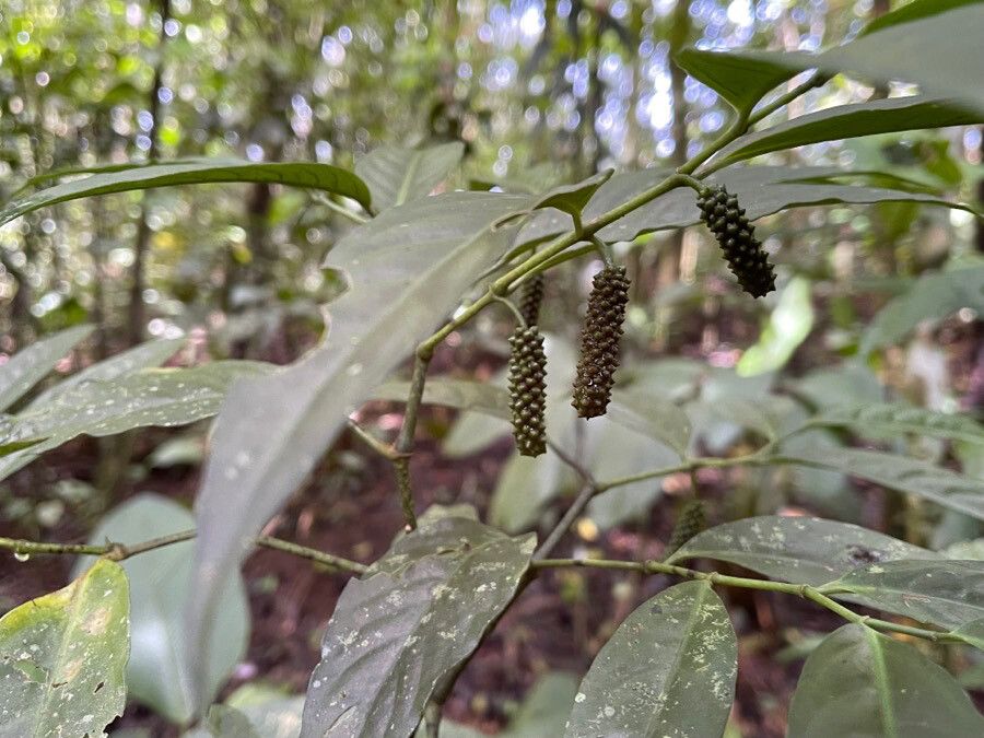 Piper cyanophyllum — search result for 'Piper'