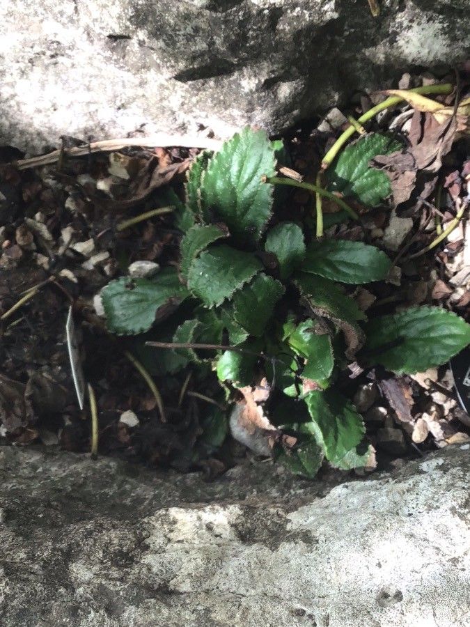 Haberlea rhodopensis — search result for 'Gesneriaceae'