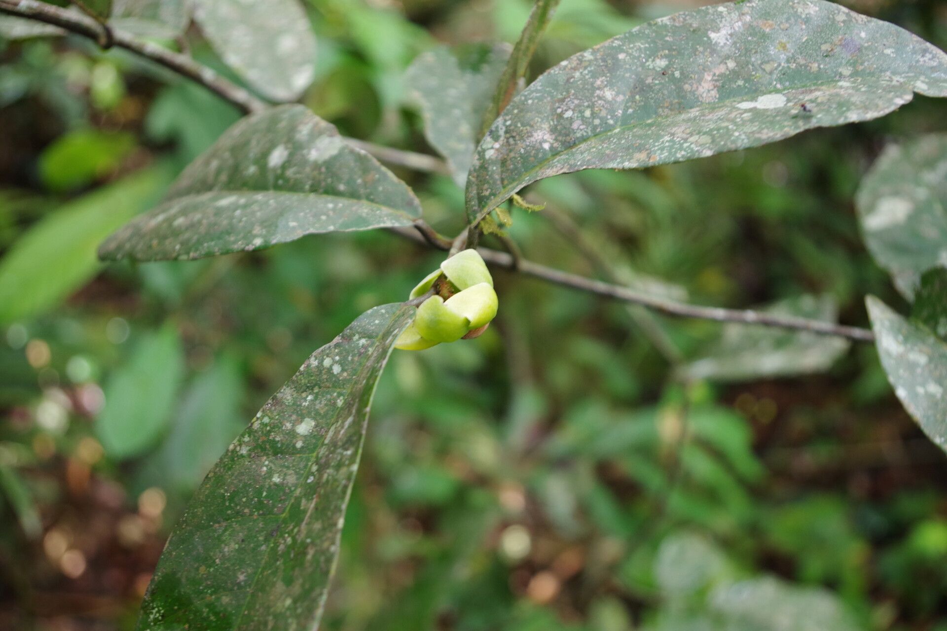 Uvaria angolensis other