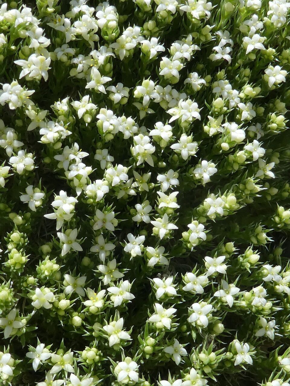 Galium pyrenaicum habit