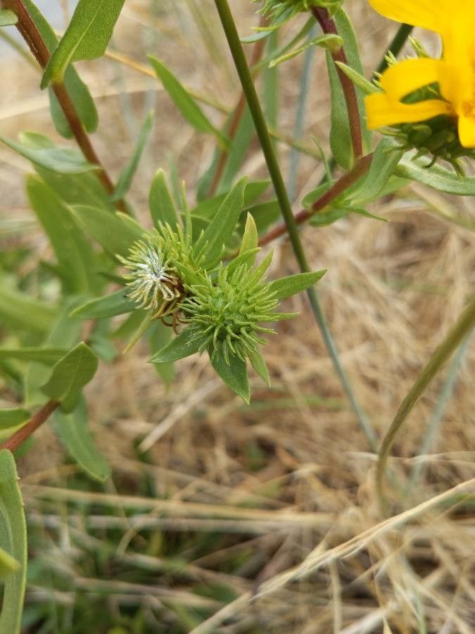 Grindelia integrifolia fruit