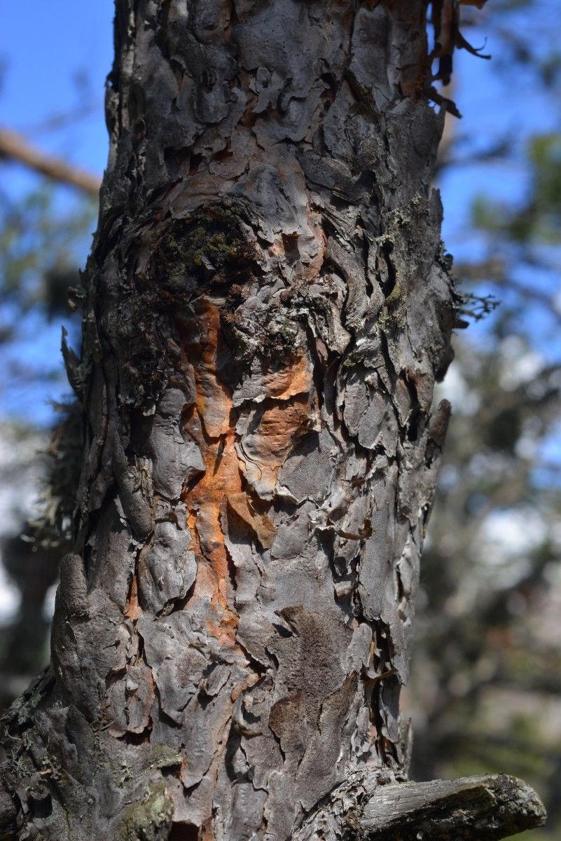 Pinus cembroides habit
