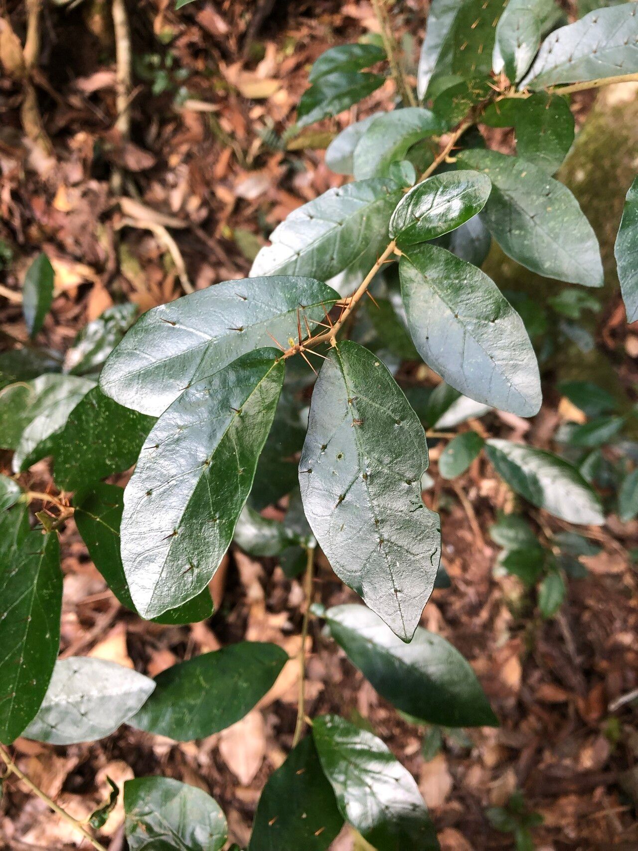 Solanum corifolium — houseplant care guide