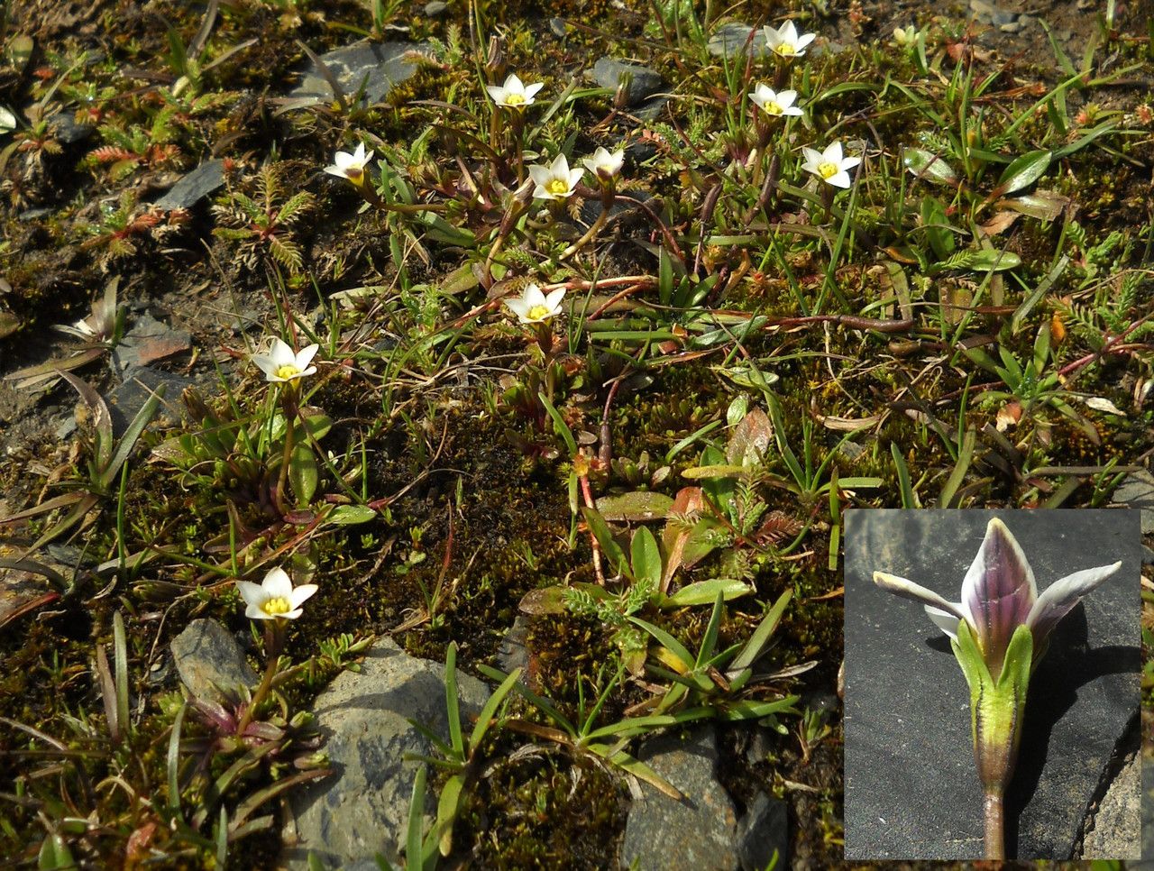 Gentianella briquetiana — search result for 'Gentianella'