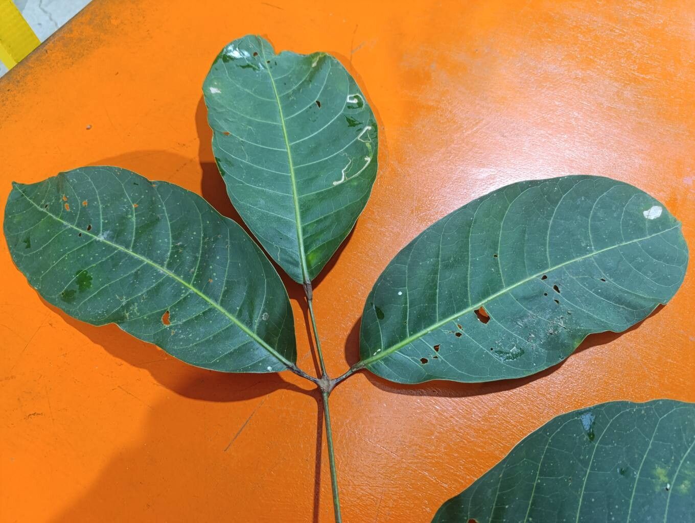 Protium macrophyllum — houseplant care guide