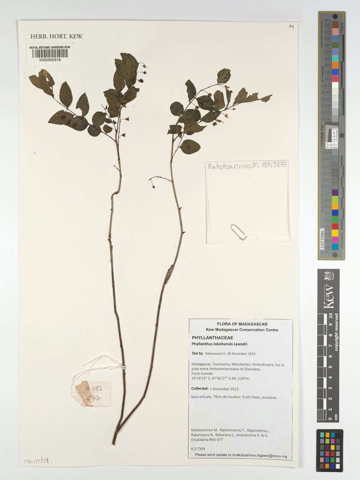 Phyllanthus lokohensis — houseplant care guide