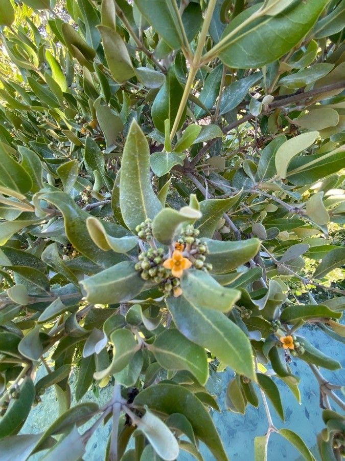 Avicennia marina flower