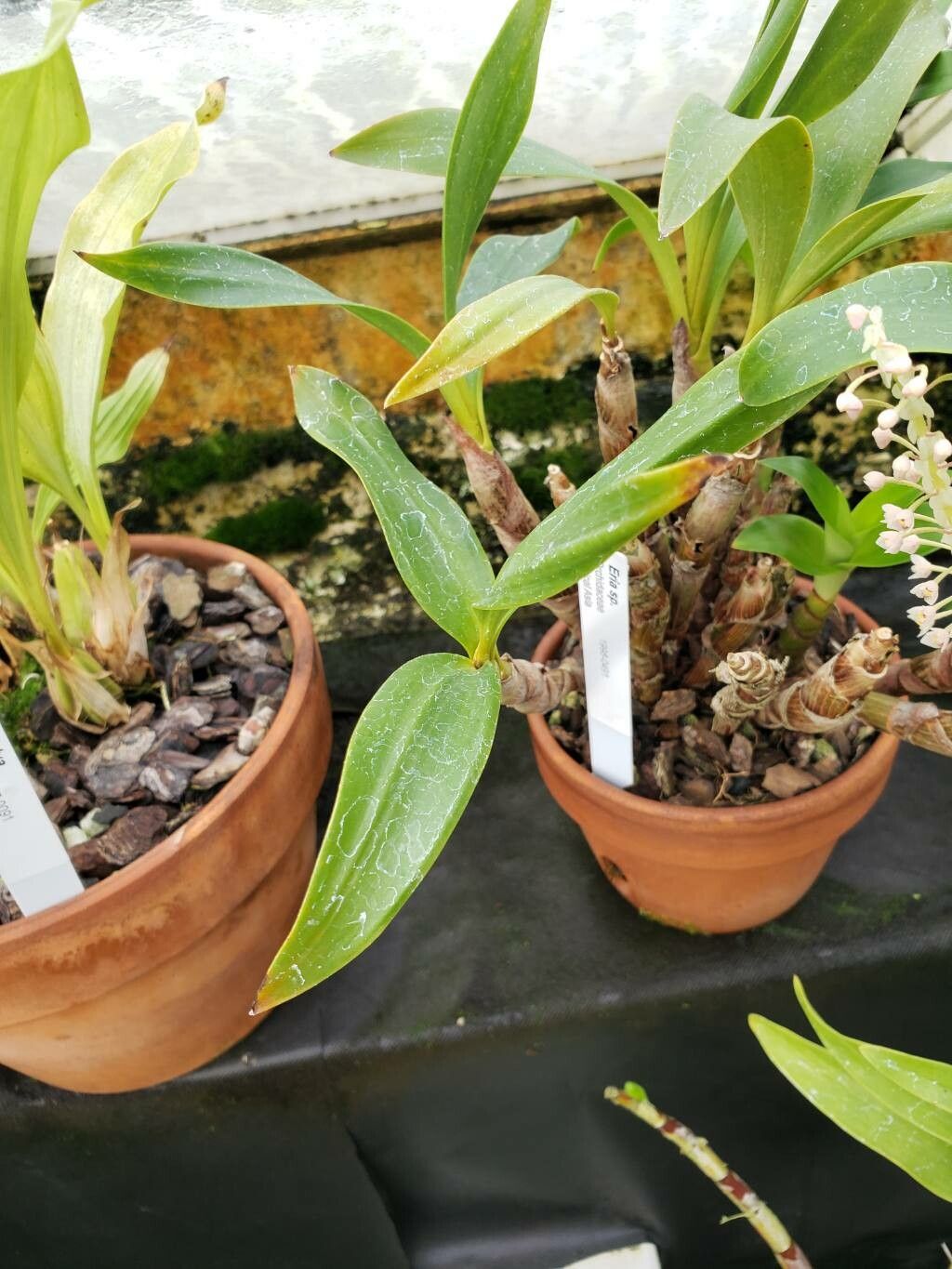 Pinalia tricolor leaf