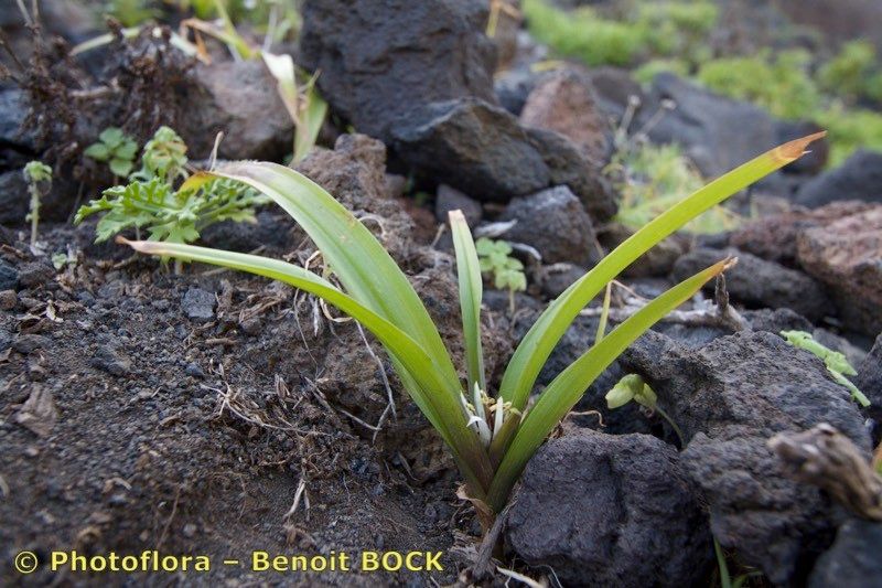 Colchicum hierrense habit