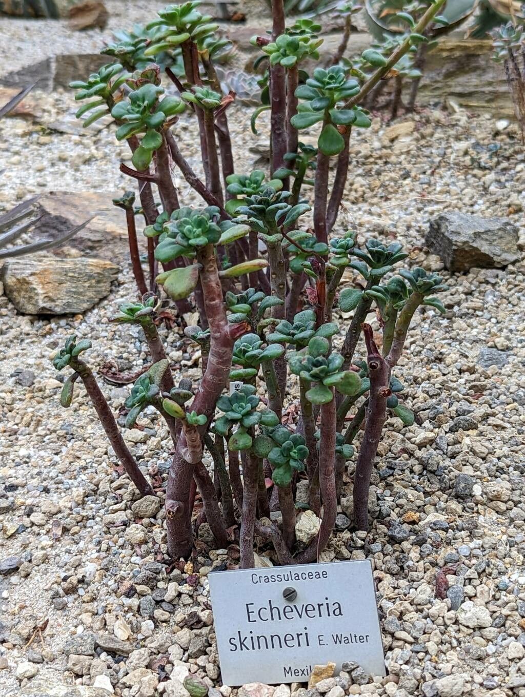 Echeveria skinneri habit