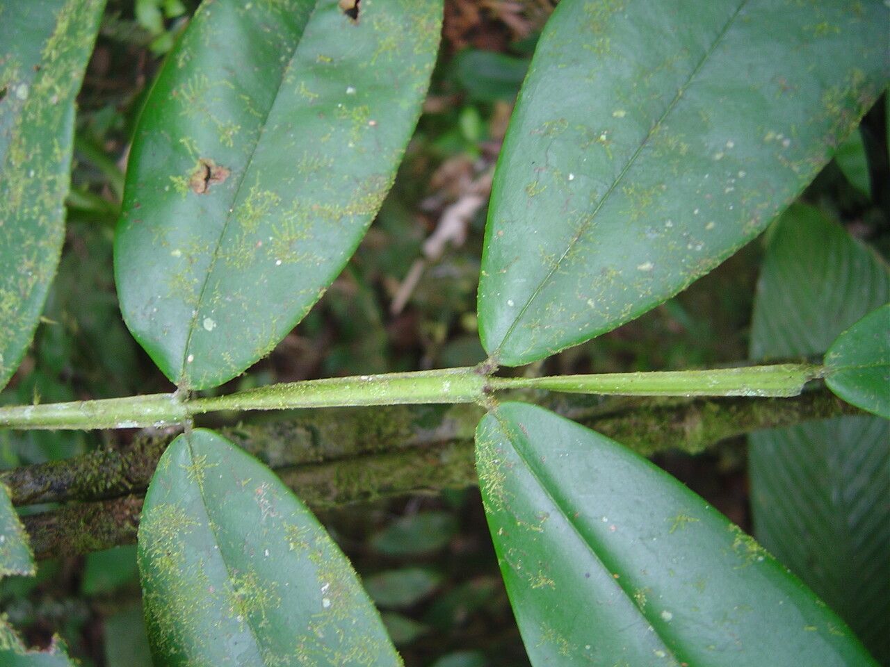 Plinia complanata — related species from the same genus