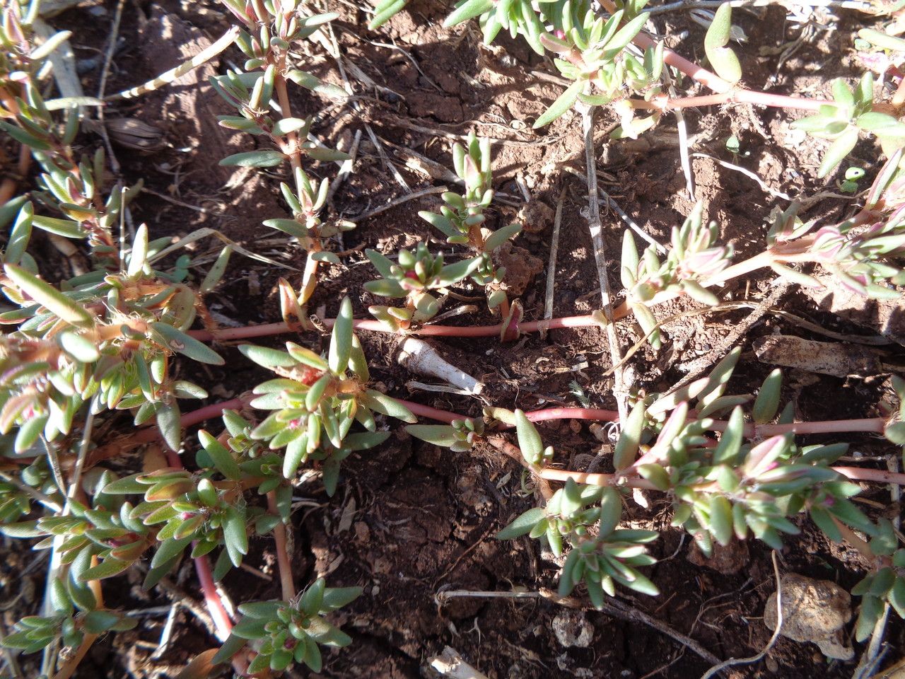 Portulaca foliosa other