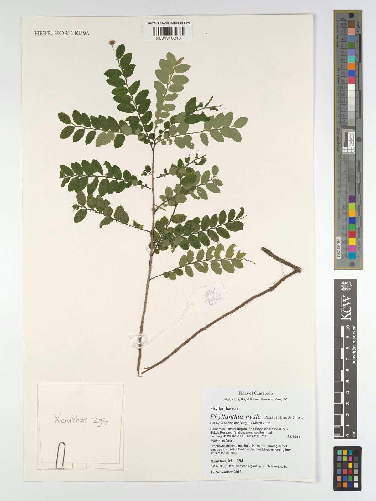 Phyllanthus nyale — houseplant care guide